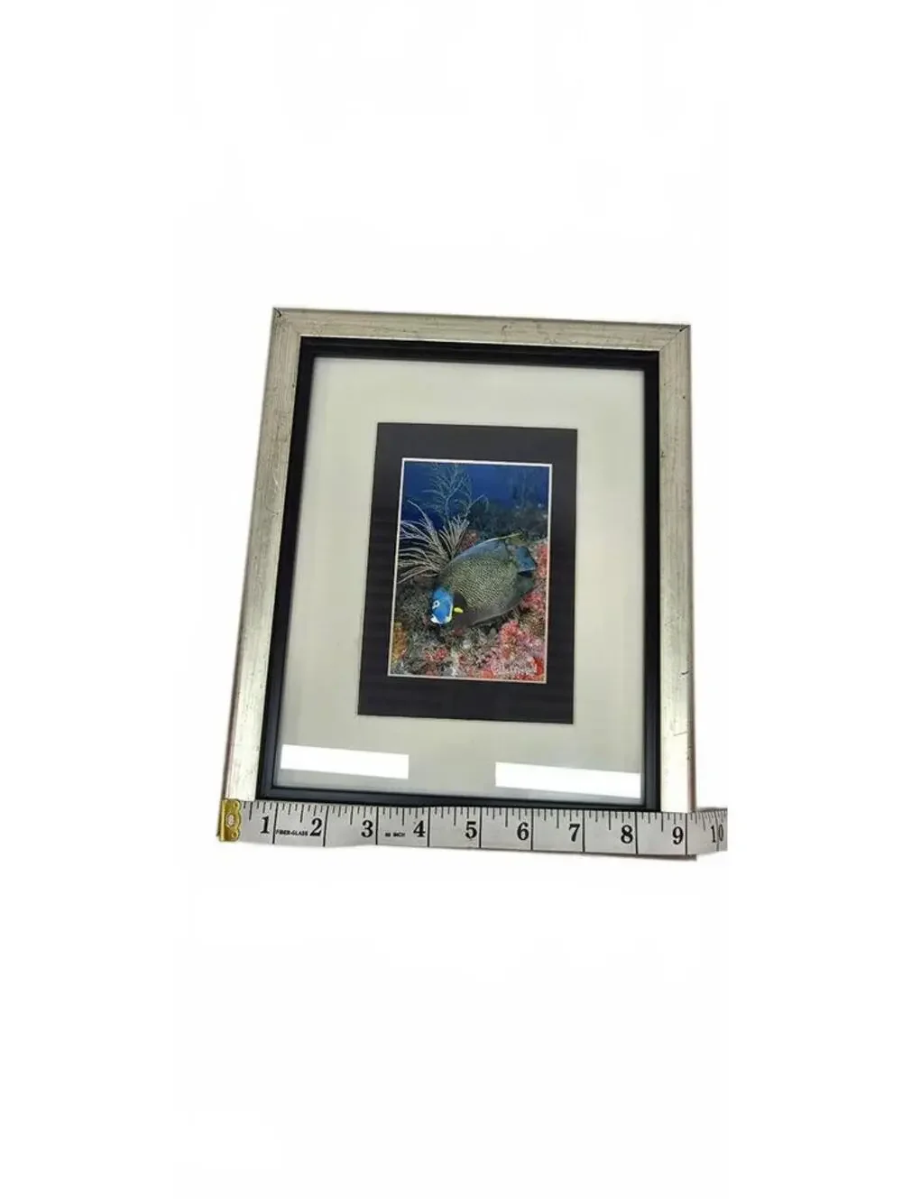 Framed French Angelfish Underwater Photograph by Valda Bromfield
